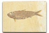 Detailed Fossil Fish (Knightia) - Wyoming #357545-1